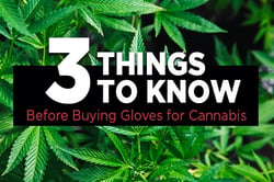3 Facts to know Before Buying Cannabis Gloves