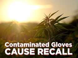 Gloves cause cannabis recall article