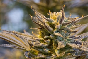 Cannabis Plant with Bud